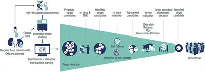 Selecting the right therapeutic target for kidney disease